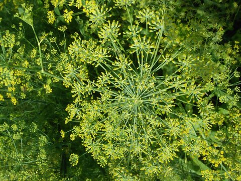 green background.