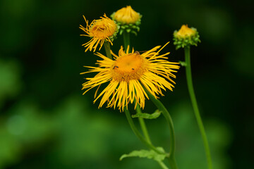 Große Telekie (Telekia speciosa)	