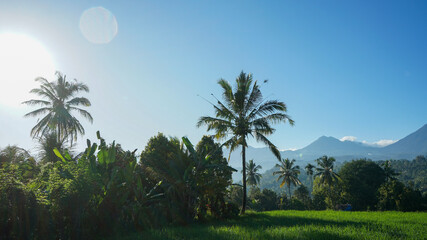 Obraz premium trees in the morning