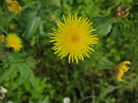 bee on dandelion Flower.