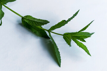 Fresh mint on an isolated white background.