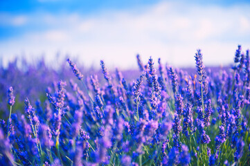 Lavender flowers in Provence, France. Macro image, shallow depth of field. Beautiful nature background