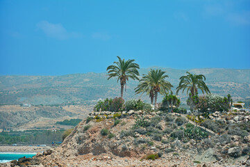 A few palm trees on a rocky beach on a bright summer Sunny day