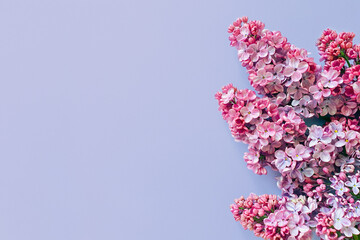 Lilac flowers on light lavender / purple table. Top view, copy space, flower frame. The basis of a greeting card or invitation