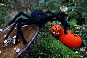 Festive decoration pumpkin jack and a large spider for halloween on an old moss-covered tree