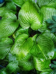 Obraz premium green leaves background