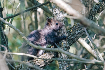 Hidden squirrel in the forest.
