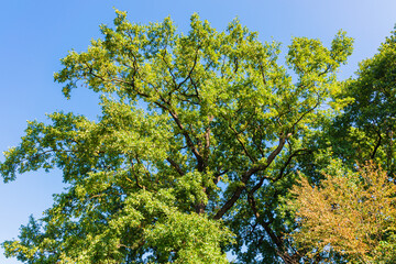Botanischer Garten zu K&ouml;ln am Rhein