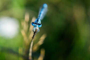 Odonata,Dragonfly