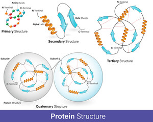 vector illustration of Hierarchy of protein structure. alpha helix and beta sheets,  Protein domain and motifs. levels of protein folding. Protein structure graphic poster infographic. 