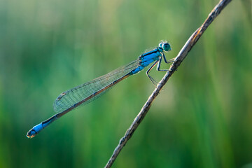Odonata,Dragonfly