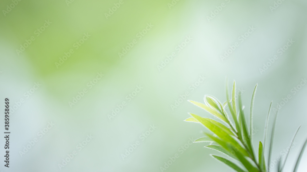 Wall mural green leaf for nature background with beautiful bokeh and copy space for text.