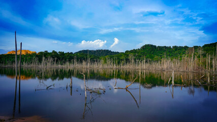 Beautiful Blue sky with Dead trees in the forest around a lake with low water levels found at the east side of Shah Alam Community forest or called as SACF.