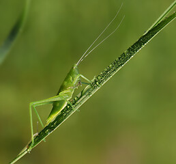 a green grasshopper in dew on a blade of grass in the early morning