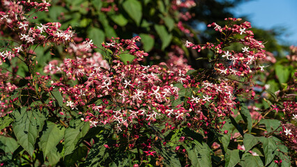 Botanischer Garten zu Köln am Rhein
