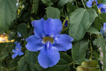 Botanischer Garten zu K&ouml;ln am Rhein