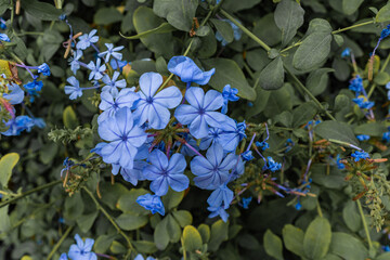 Botanischer Garten zu K&ouml;ln am Rhein