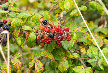 Wild Blackberry Bush in Norfolk