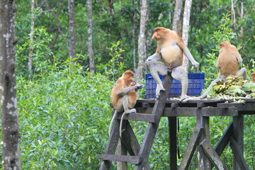 Proboscis monkeys are long-nosed monkeys with reddish brown hair and are one of two species in the...
