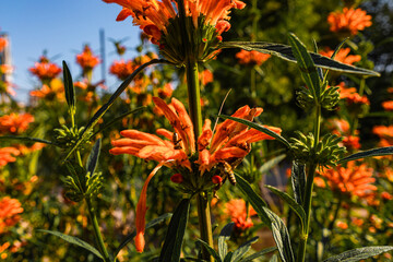 Botanischer Garten zu K&ouml;ln am Rhein