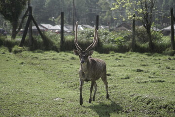 Running deer in a grassy field of Indonesia
