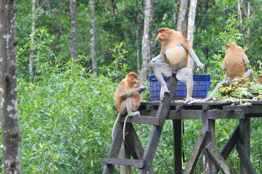 Proboscis monkeys are long-nosed monkeys with reddish brown hair and are one of two species in the genus Nasalis. Proboscis monkeys are endemic to the island of Borneo which is famous for its mangrove