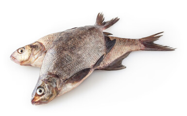 Fototapeta premium Common river breams isolated on white background. Freshwater fish