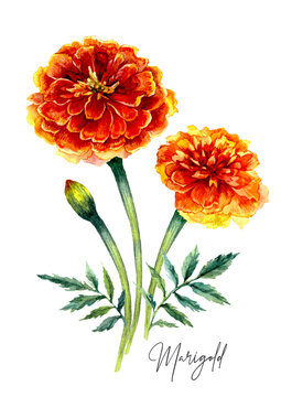 Watercolor Botanical Illustration of Marigold Flowers.