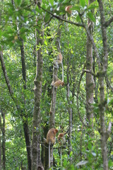 Proboscis monkeys are long-nosed monkeys with reddish brown hair and are one of two species in the genus Nasalis. Proboscis monkeys are endemic to the island of Borneo which is famous for its mangrove