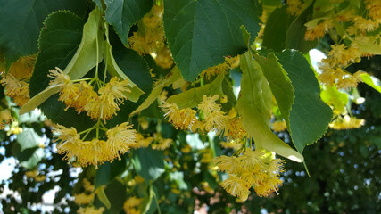 Blossomming Lime tree (Tilia sp.)