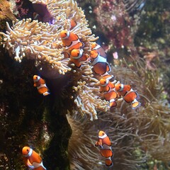 Poisson