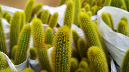 Echinocactus grusonii