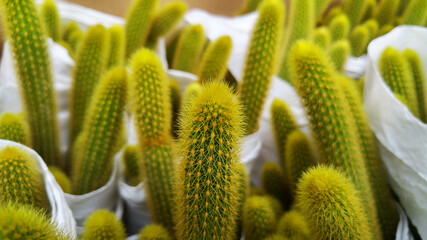 Echinocactus grusonii