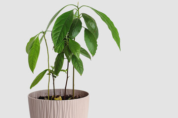Avocado grown at home. Avocado plant in pot.  Avocado grown from seed.
