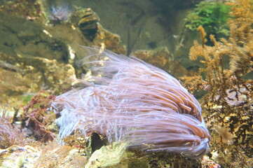 Corail