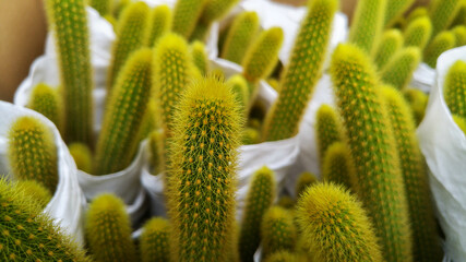 Echinocactus grusonii