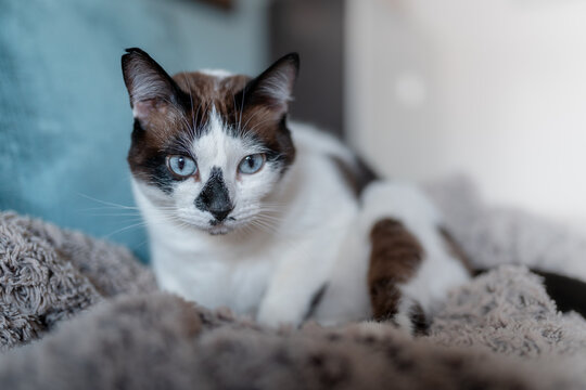 gato blanco y negro con ojos azules acostado en el sofa, mira a la cámara