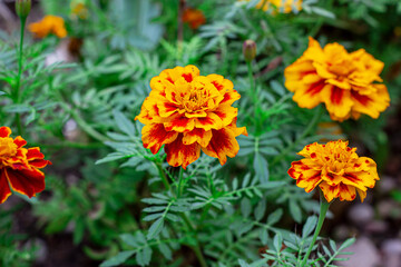 Fresh bright yellow and orange marigold (Tagetes) flowers in the garden on green grass background in summer and autumn.