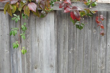 bright red leaves of wild grapes ivy on rustic wooden background. fall season. autumn background concept