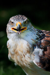 Rauhfußbussard / Rough-legged buzzard