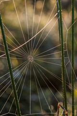 Fototapeta premium spider web with dew drops