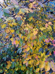 autumn leaves in water