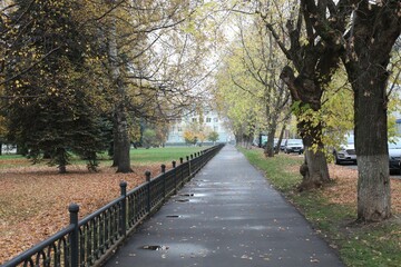 autumn city park road puddles fence maple birch