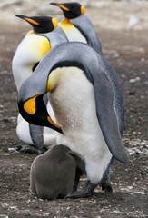 King Penguin breeding fluffy chick in colony, Falkland Islands