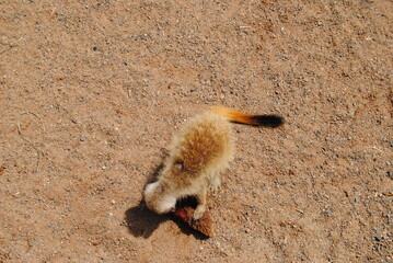 Meercat in the zoo in New South Wales, Australia