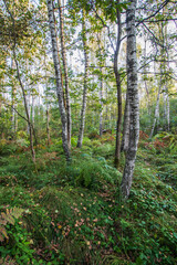 trees in the forest
