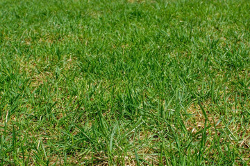 Texture of green grass surface for the back top, side top view of grass field. Green lawn pattern texture background. Long fresh foliage on backyard. Natural material meadow landscape with copy space.