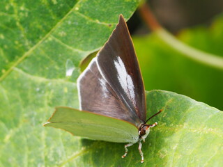 ウラギンシジミ