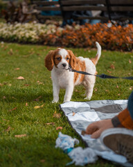 cavalier king charles spaniel