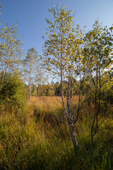 autumn in the forest